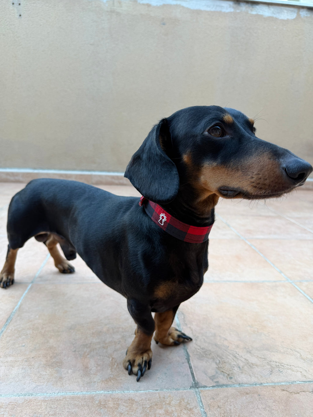 Collar mascota