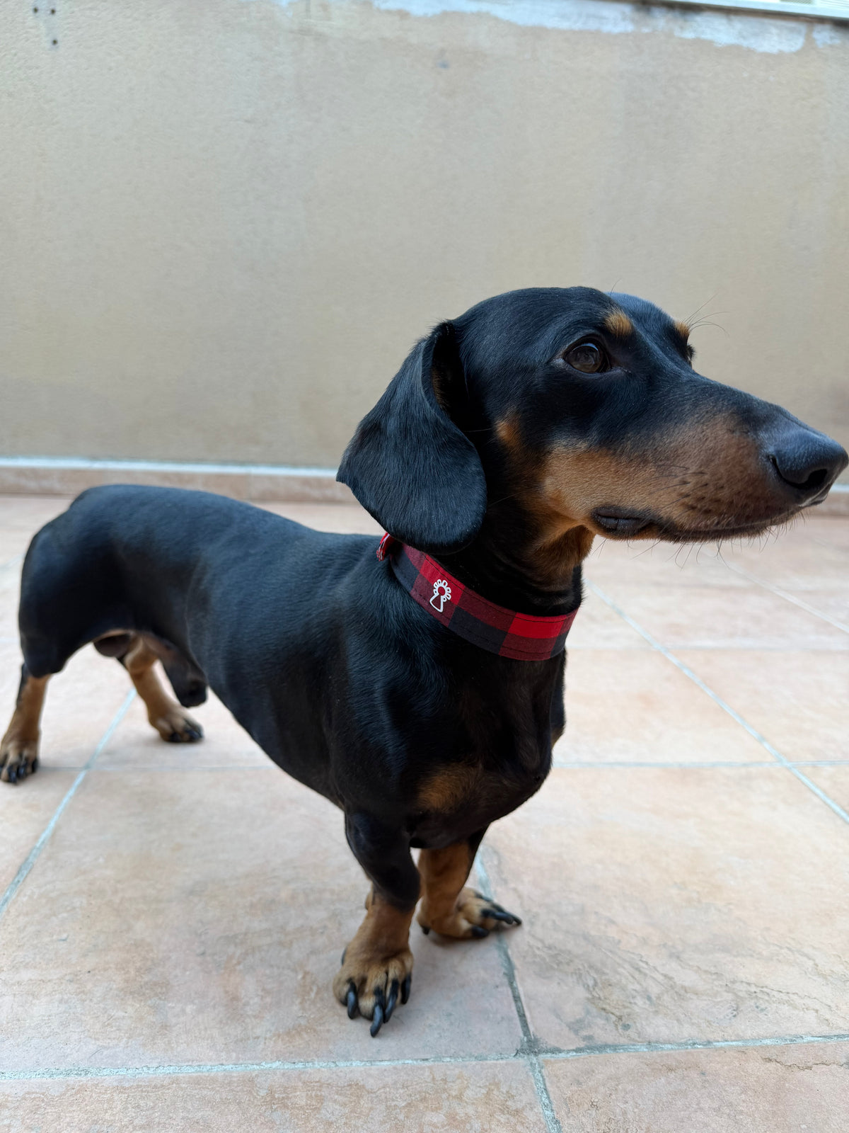 Collar mascota
