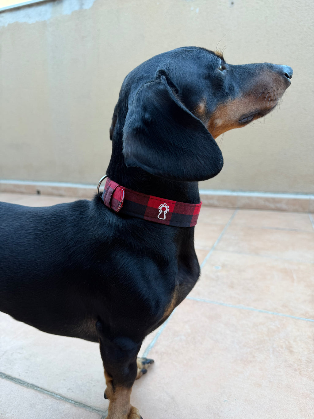 Collar mascota