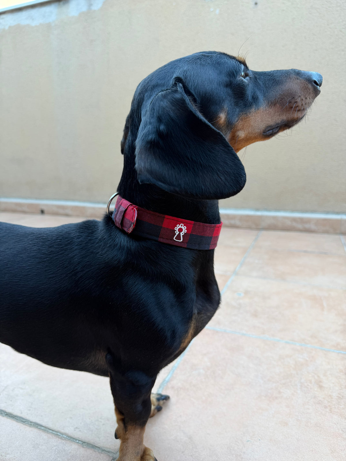 Collar mascota