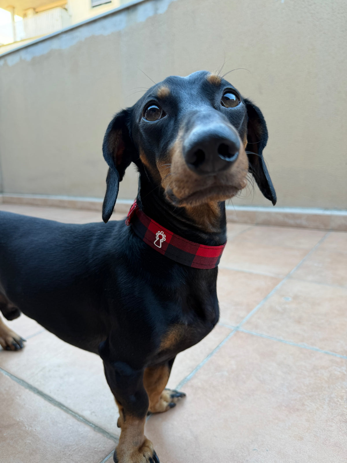 Collar mascota