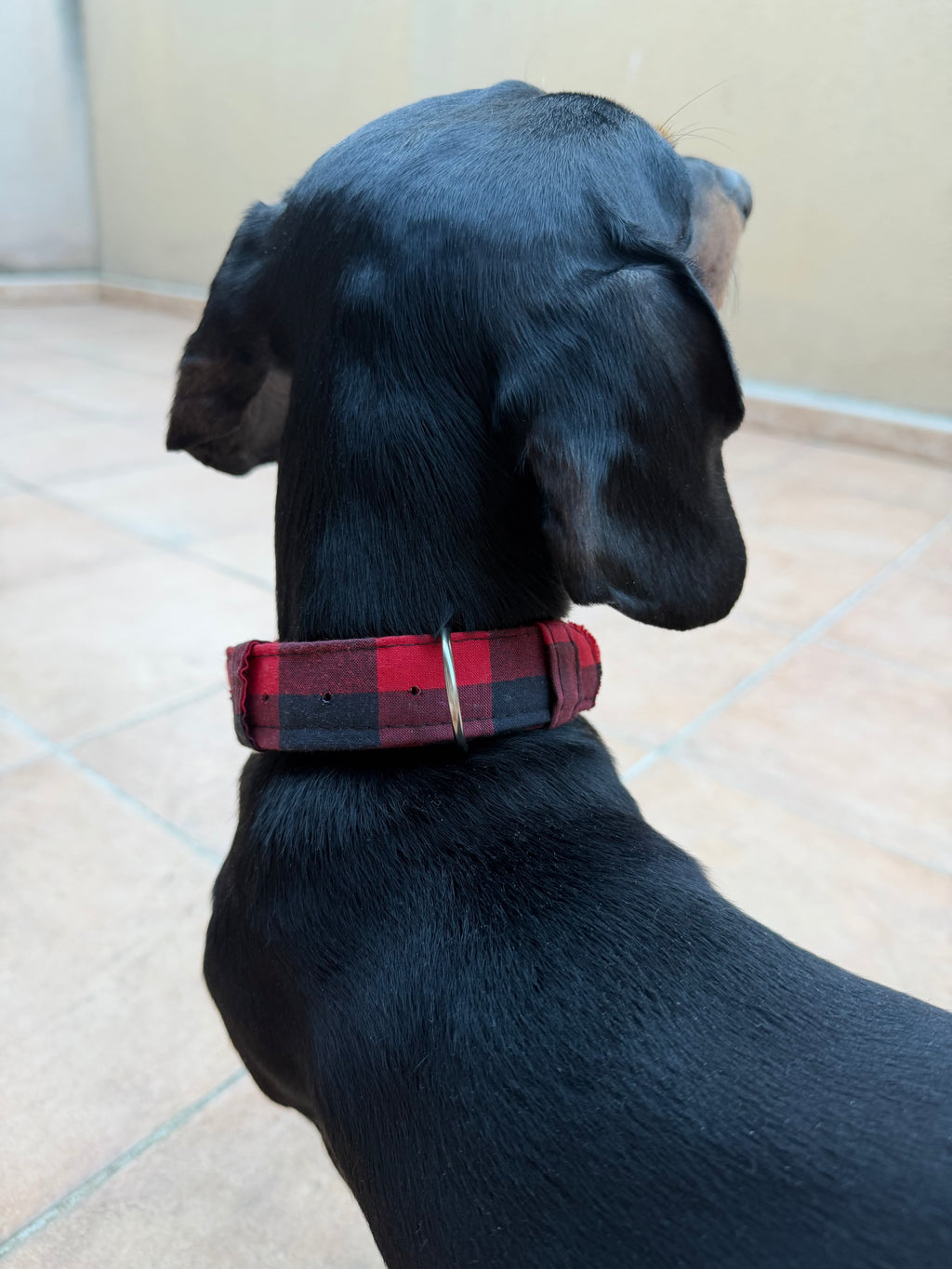 Collar mascota